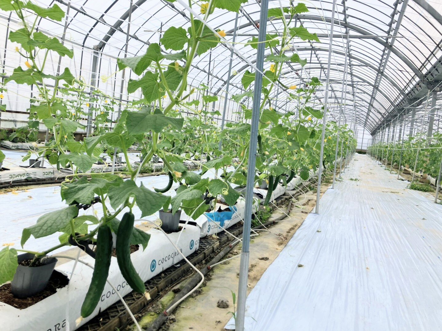 きゅうりハウスで収穫体験を楽しむご家族