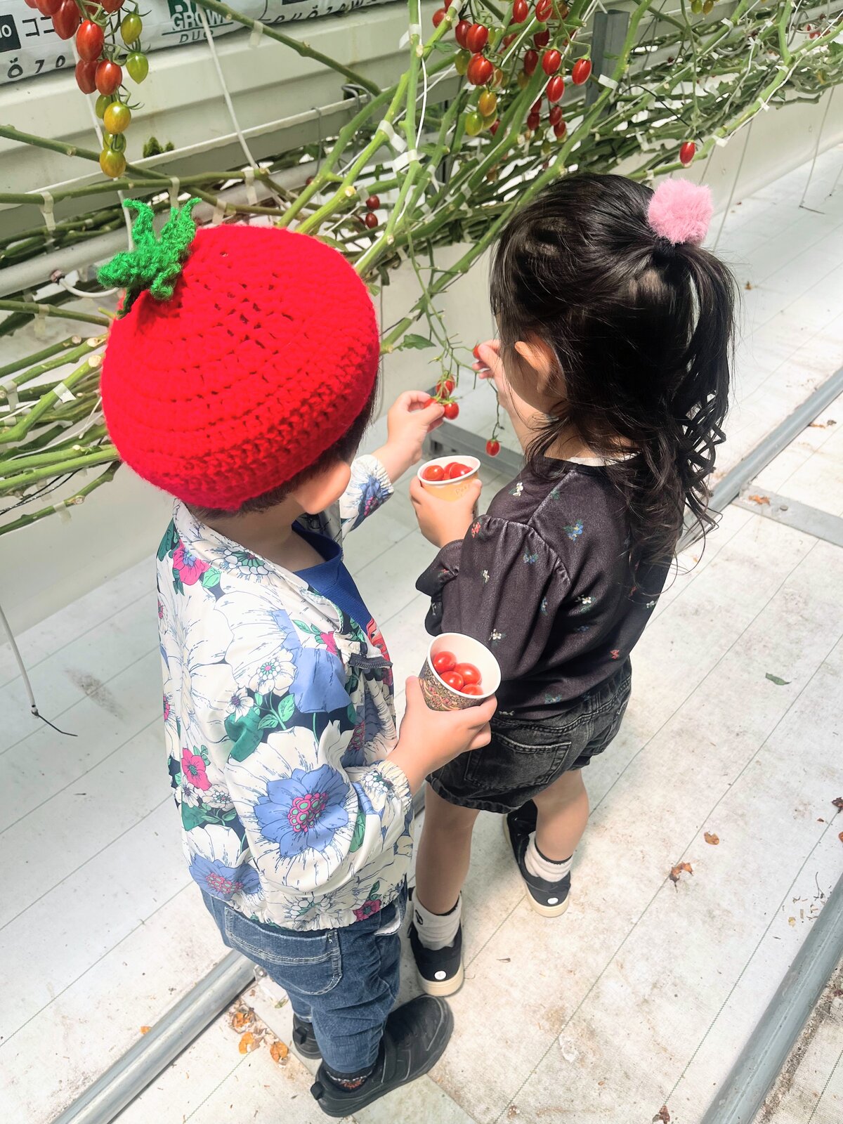 トマトの帽子をかぶってミニトマトを収穫する子どもたち